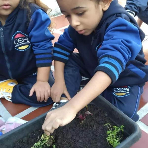 Atividade de horta na educação infantil - CEAI